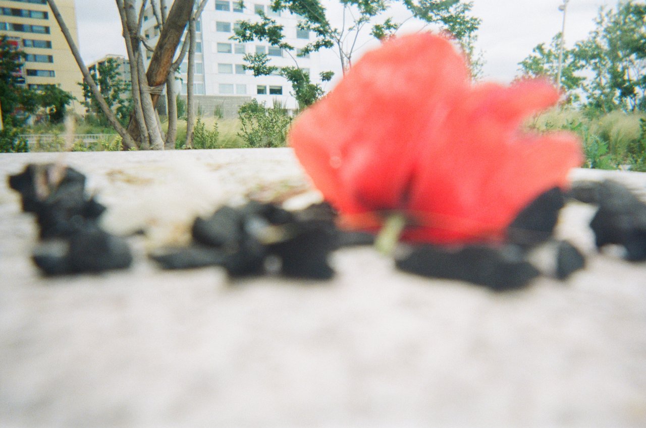 Fleur charbon · « point de vue à la noue », Bagnolet, 2021