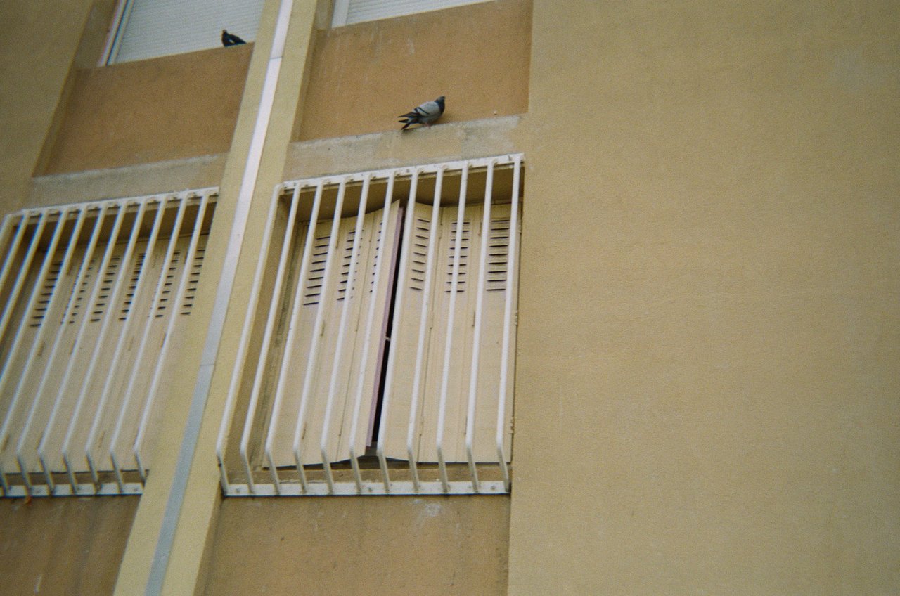 pigeons et bâtiment · « la galerie des ruches », Marseille, 2023