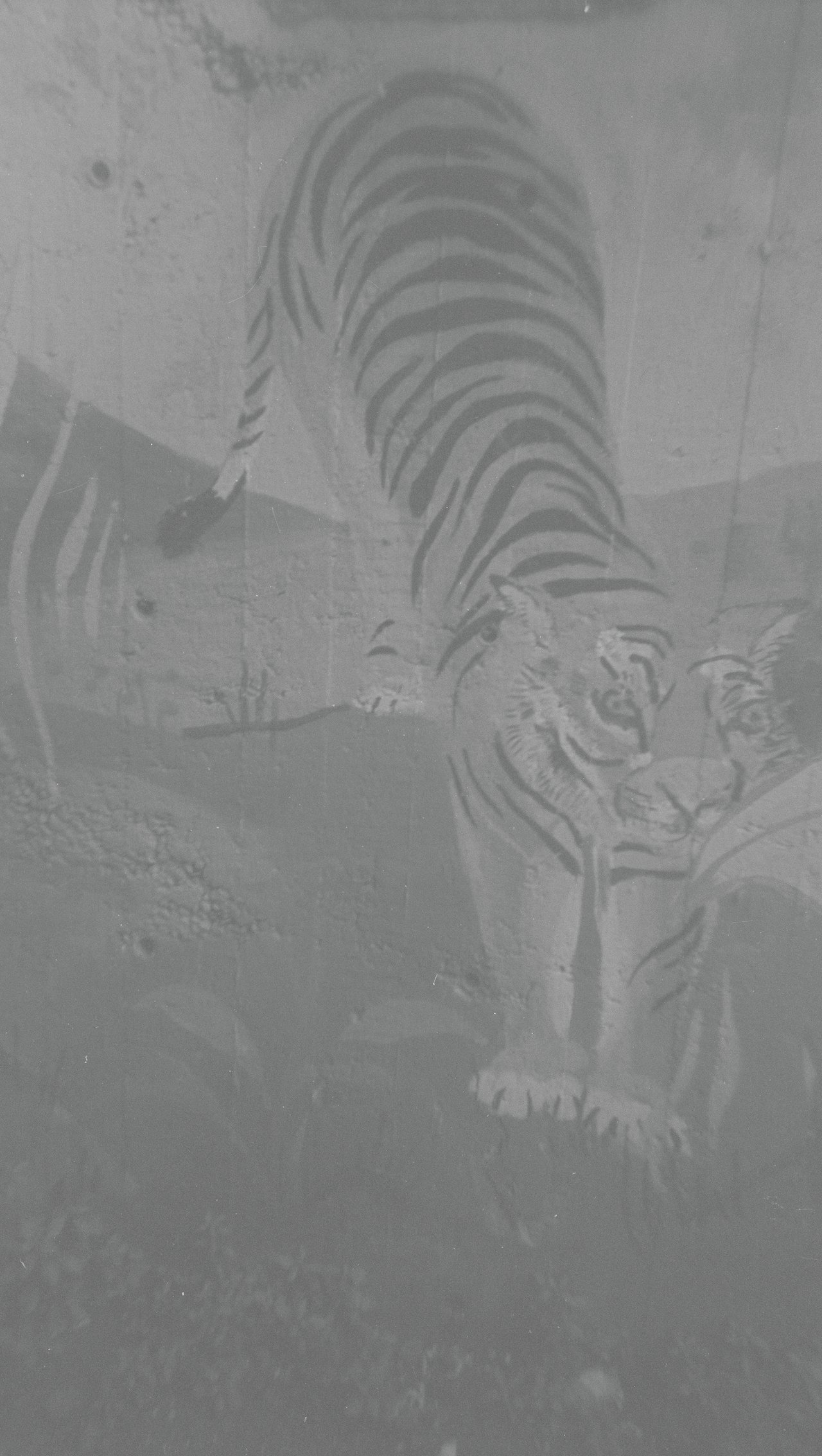 Le tigre de la victoire